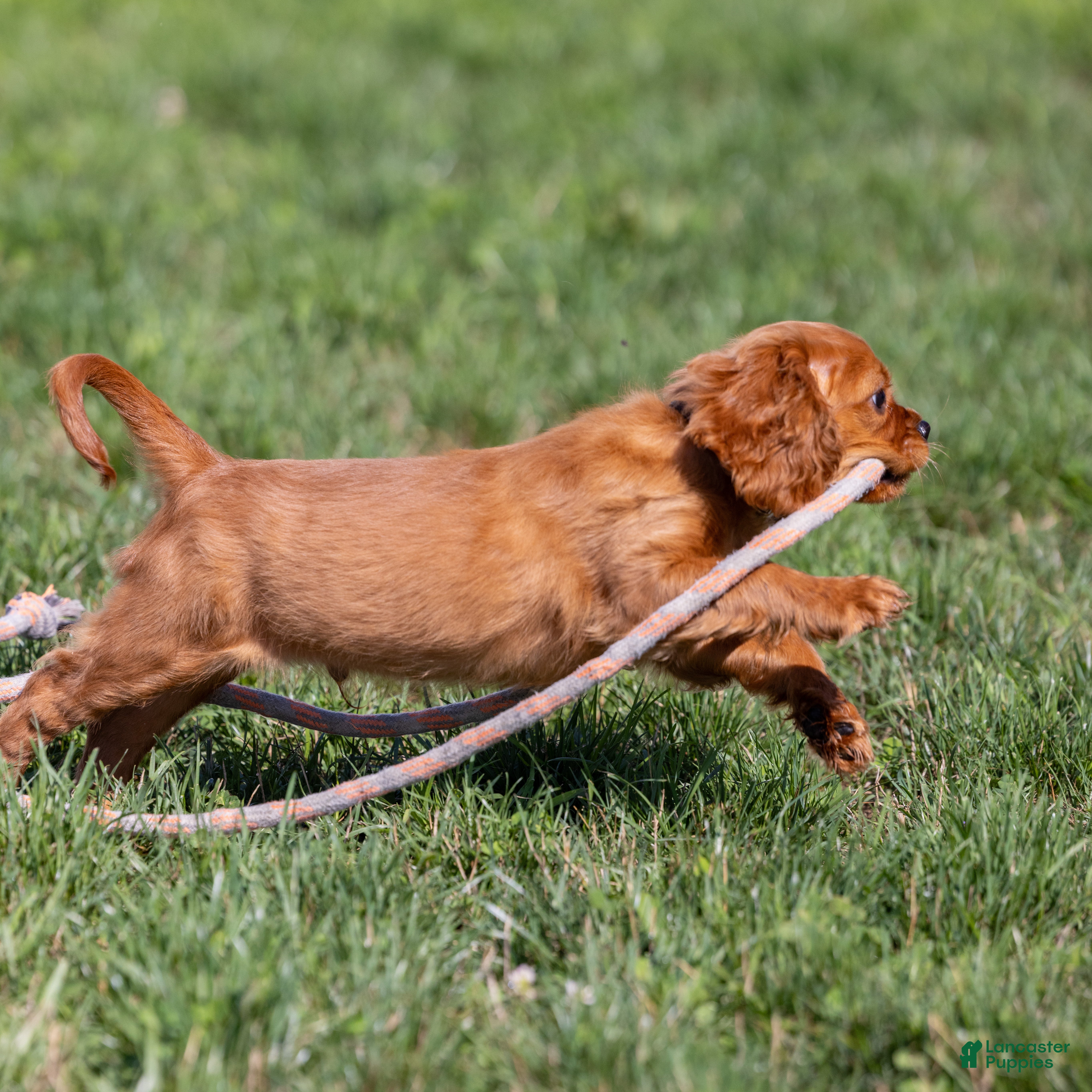 Cavalier King Charles Spaniel dogs Einstein - Ad 2