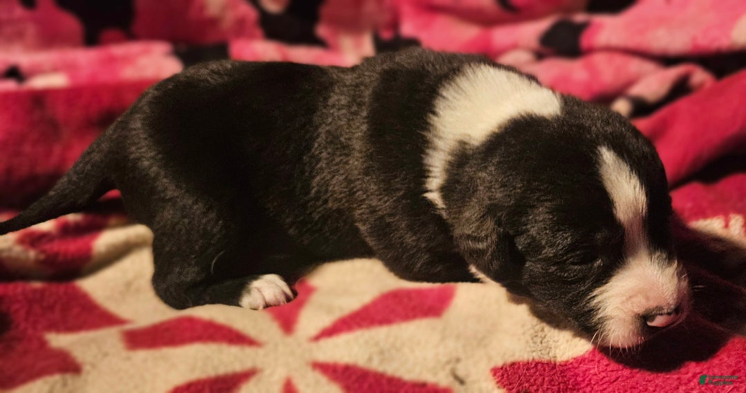 Border Collie dogs for sale: Great - Ad 5