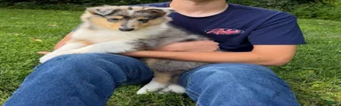 Patriot - AKC Collie Male