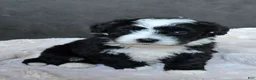 Mini Bernedoodle dogs for sale: Mini Wendy - Ad 4