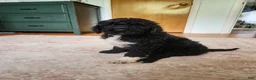Mini Sheepadoodle dogs for sale: Stella - Ad 6