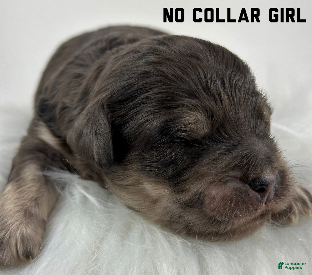 Goldendoodle dogs for sale: Goldendoodle Puppy 2 - Ad 2