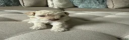 Toy Poodle dogs for sale: Toy Poodle 2 - Ad 1