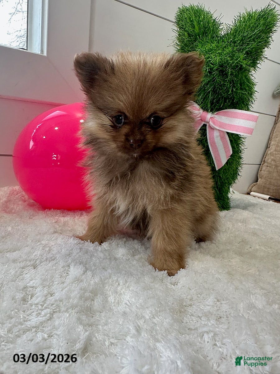 Pomeranian dogs Fiona - Ad 1