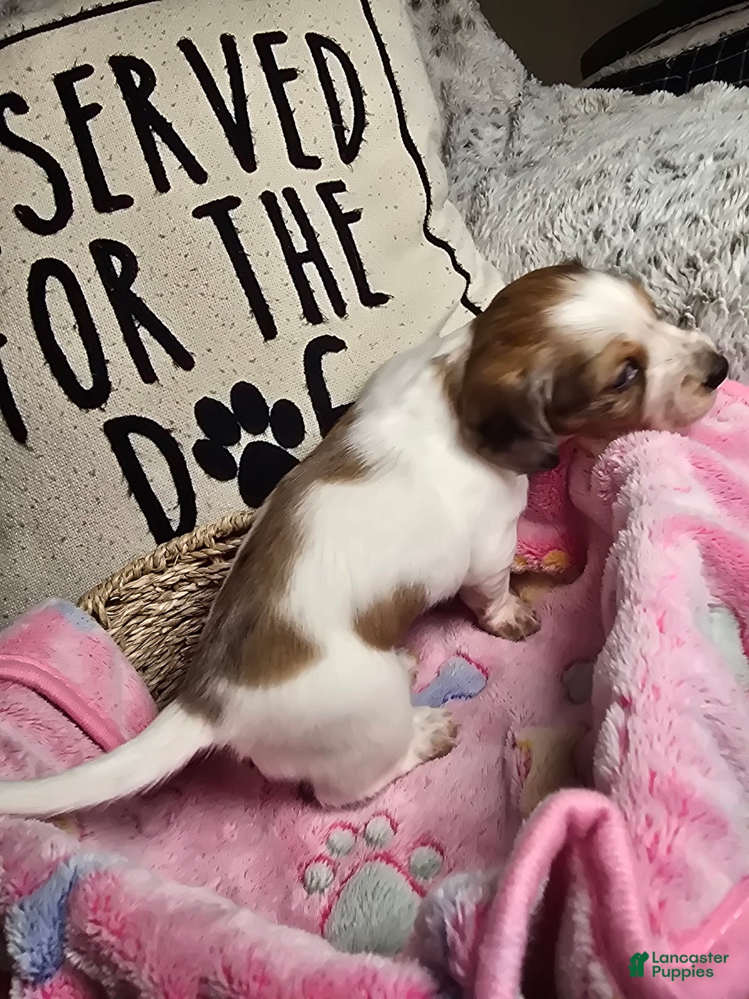 Miniature Dachshund dogs for sale: FeeFee - Ad 2