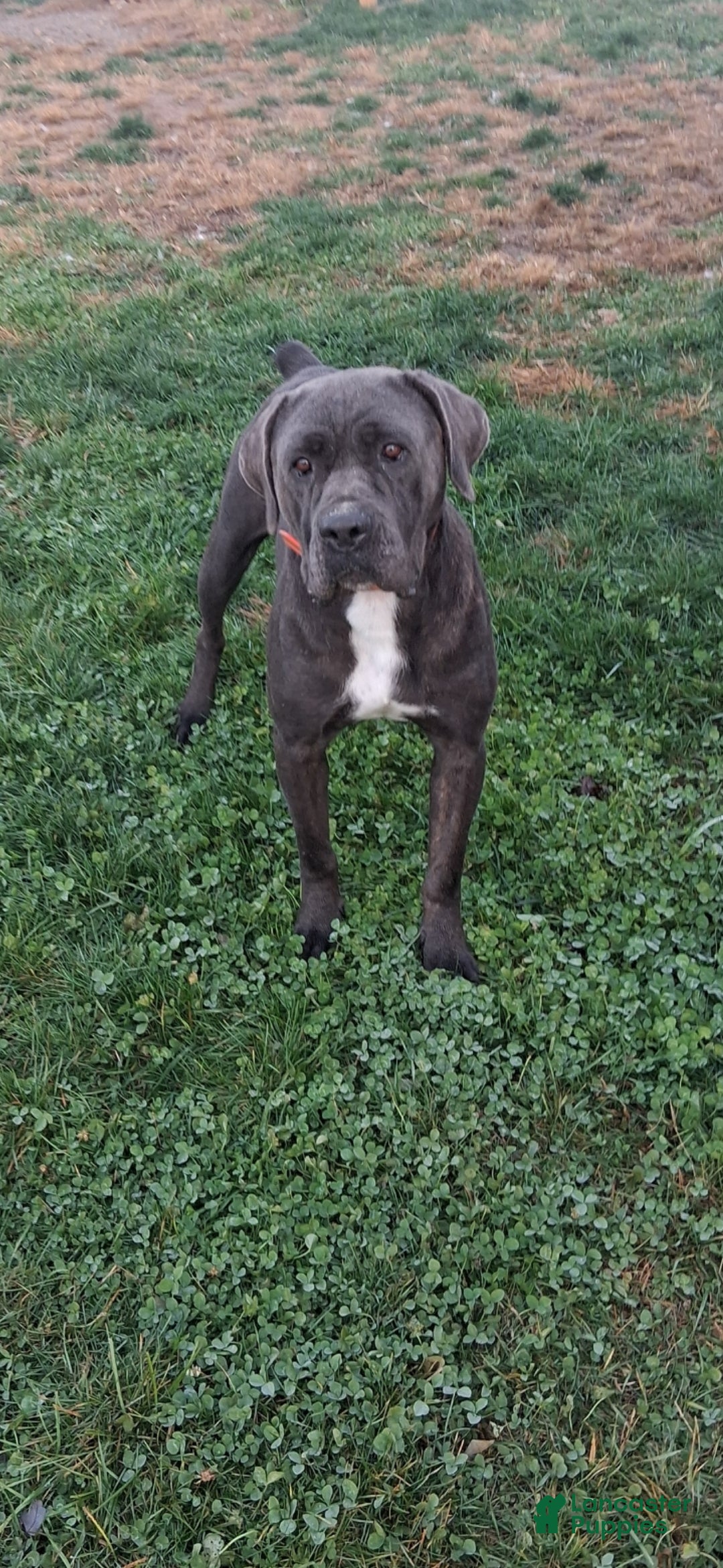Cane Corso dogs for sale: Sheila - Ad 4