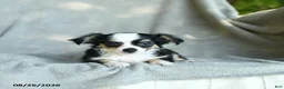 Chihuahua dogs for sale: Jimbo - Ad 4