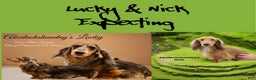 Miniature Dachshund dogs for sale: Green eyes- South african - Ad 22
