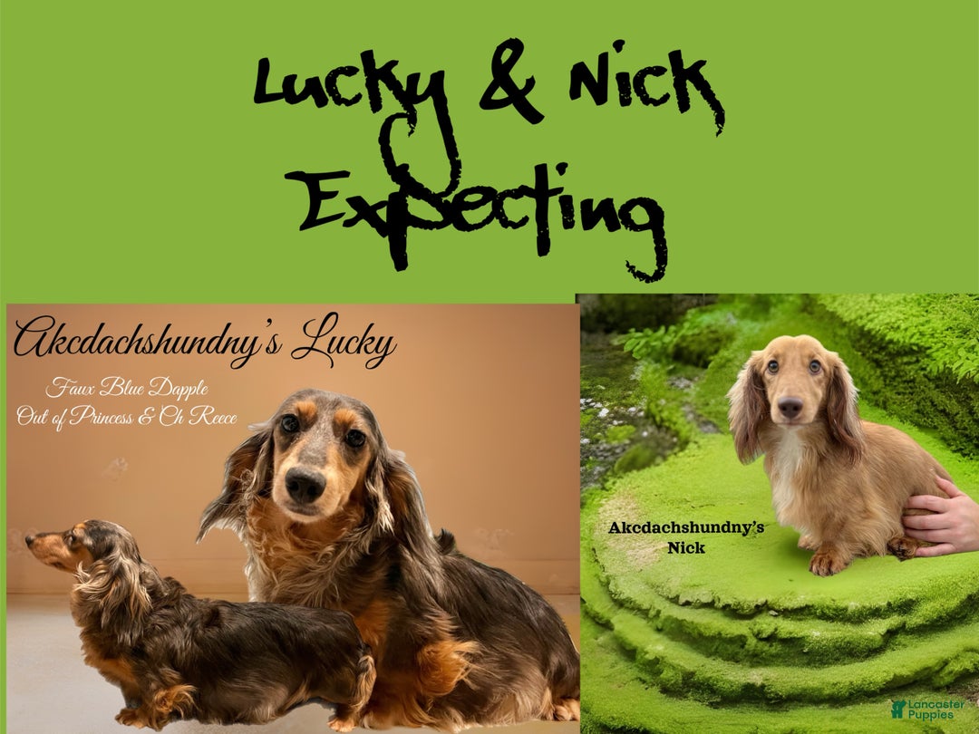 Miniature Dachshund dogs for sale: Green eyes- South african - Ad 22