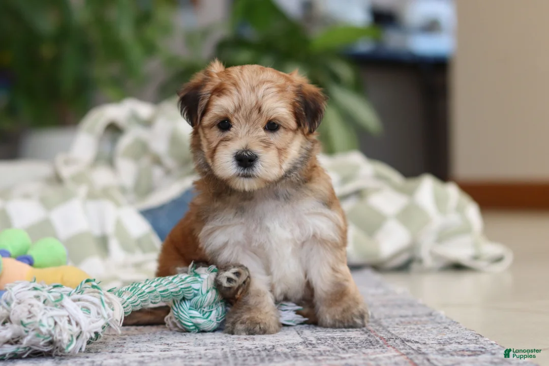 Morkie dogs for sale: Sarah - Ad 7