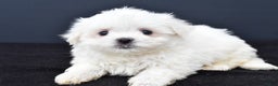 Maltese dogs for sale: Gunner - Ad 5