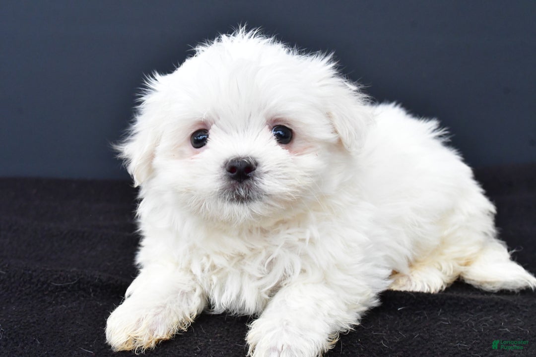 Maltese dogs for sale: Gunner - Ad 5