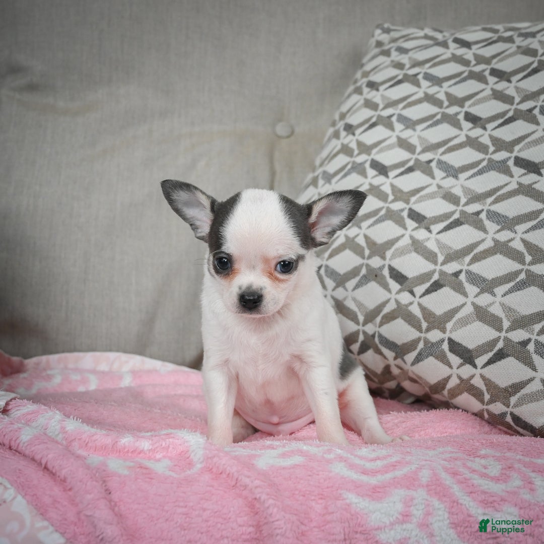 Chihuahua dogs for sale: Jake - Ad 3