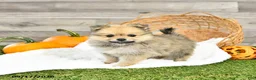 Pomeranian dogs for sale: Nevada - Ad 1
