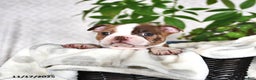 Boston Terrier dogs for sale: Ryanne - Ad 5