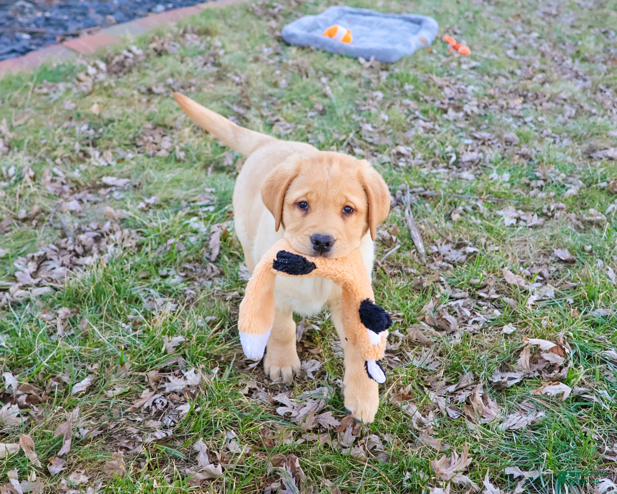 Labrador Retriever dogs Eggo - Ad 28