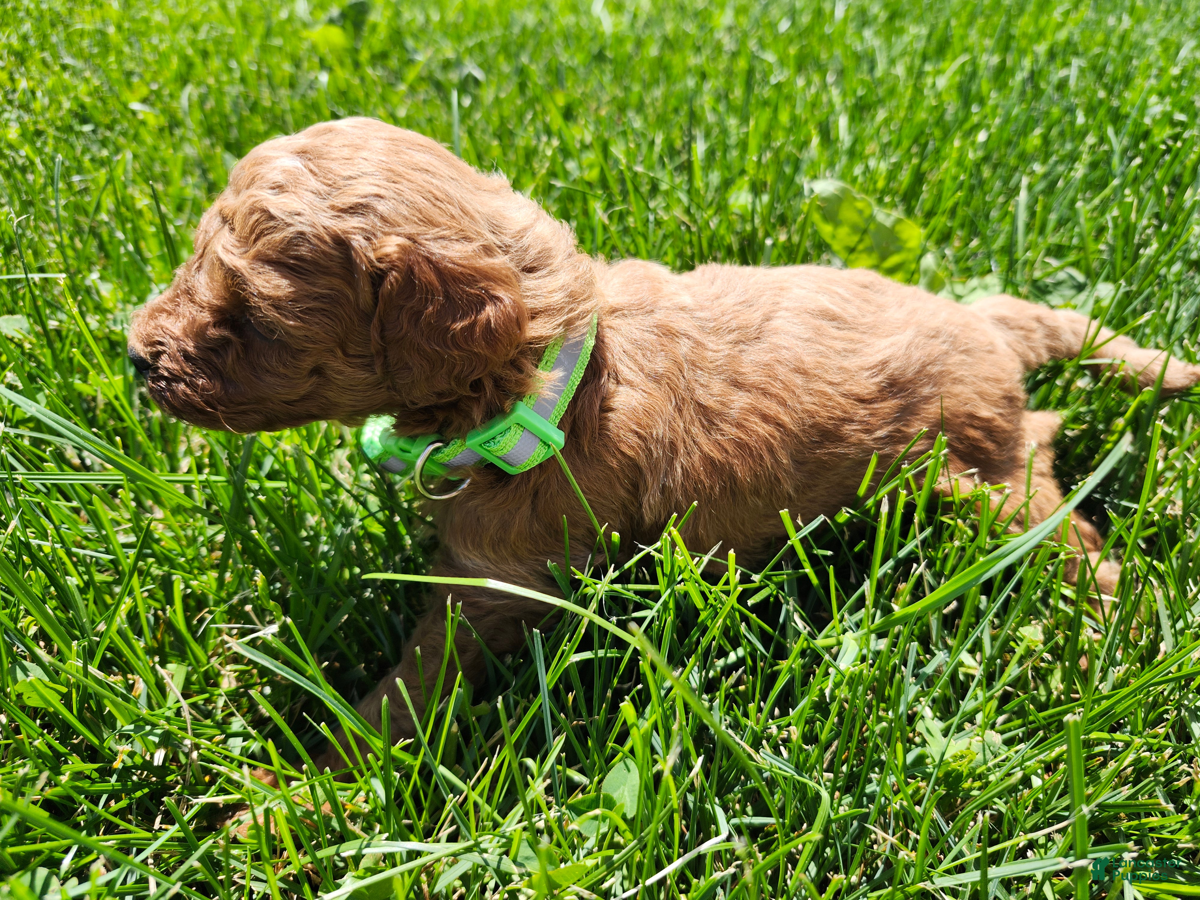 Standard Poodle dogs River  - Ad 2