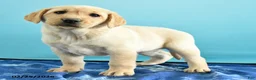 Labrador Retriever dogs for sale: Gianna - Ad 4