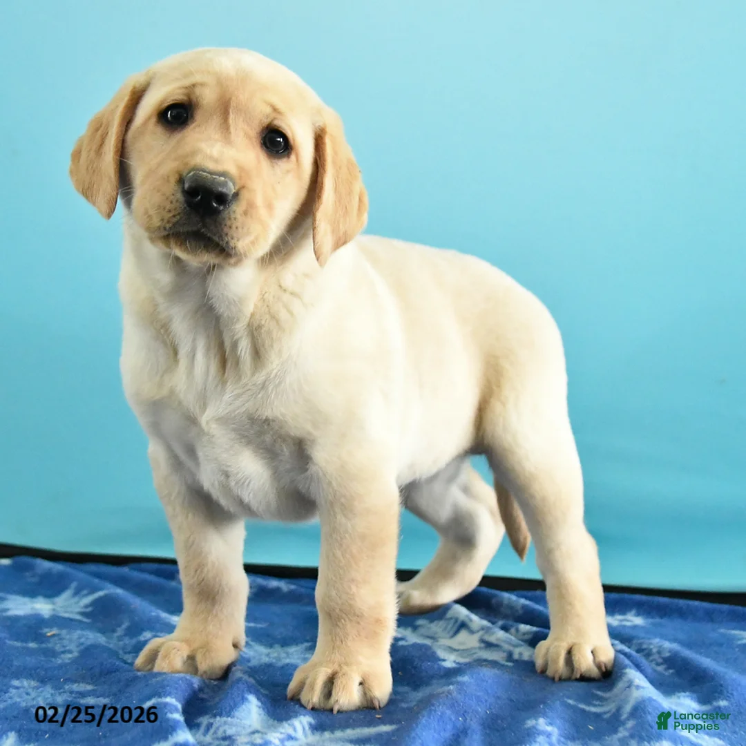 Labrador Retriever dogs for sale: Gianna - Ad 4