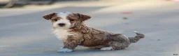 Bichpoo dogs for sale: Ryder - Ad 7