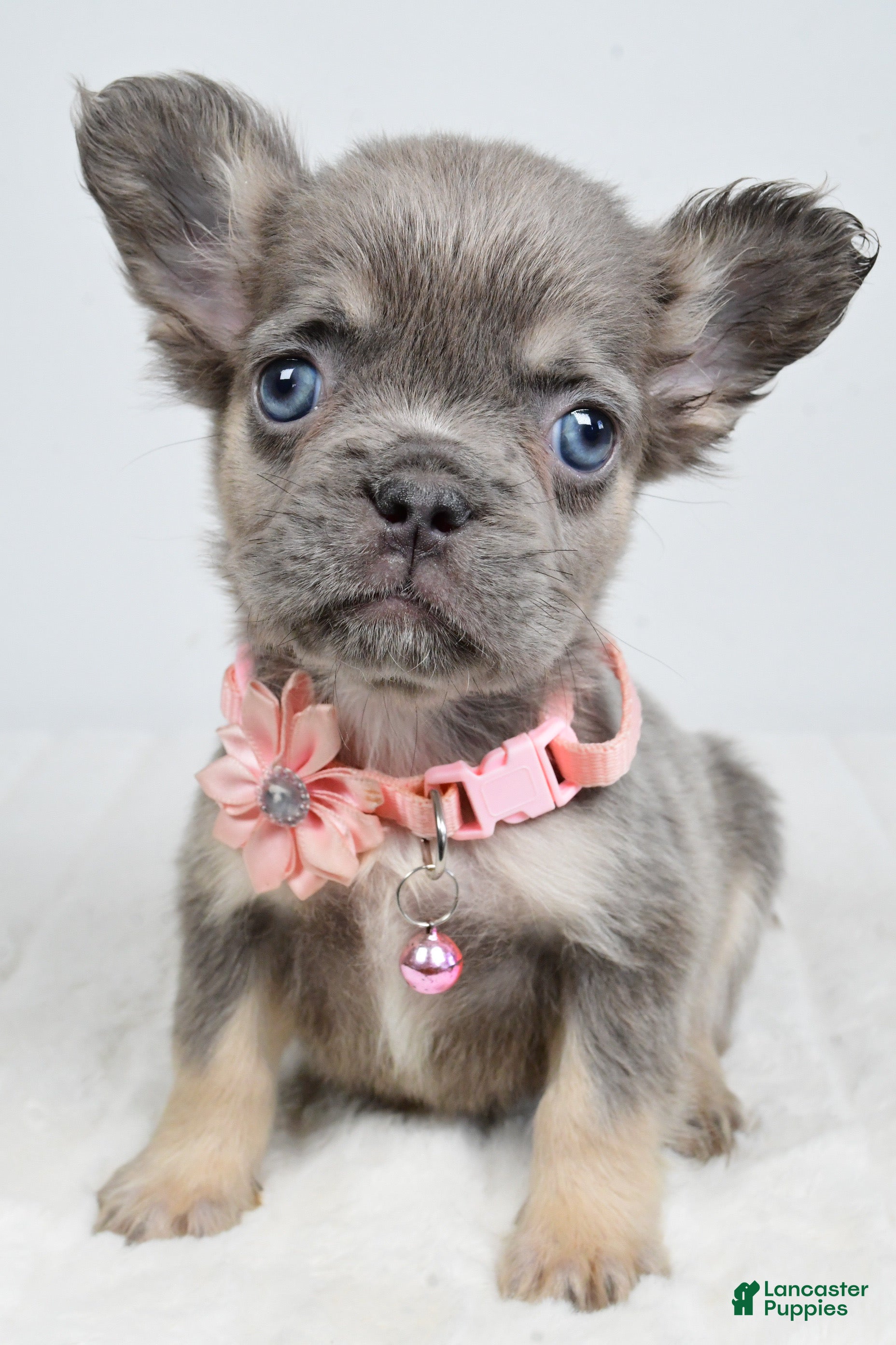 French Bulldog dogs Zuna  - Ad 1