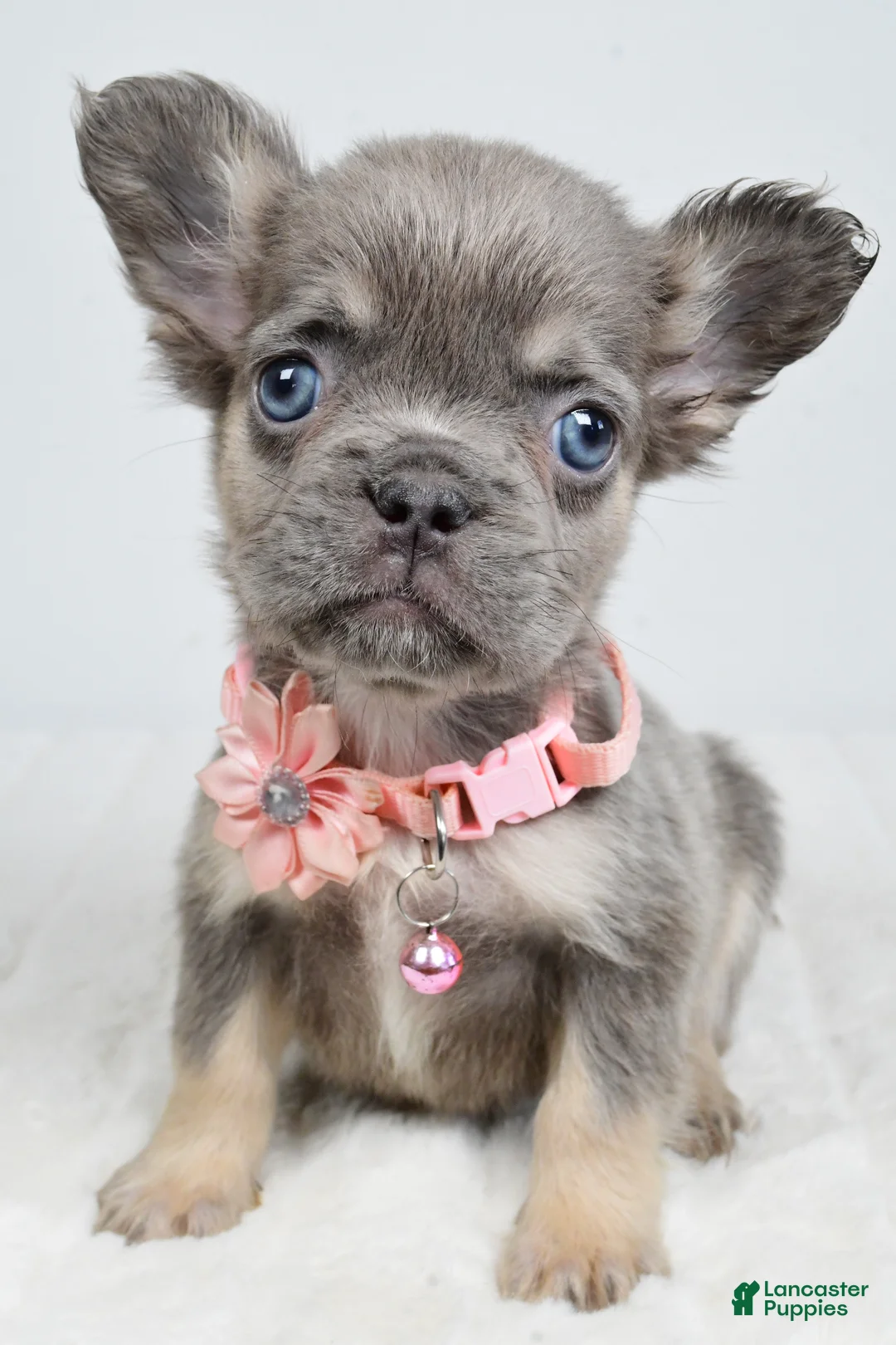 French Bulldog dogs for sale: Zuna  - Ad 1