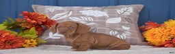 Miniature Dachshund dogs for sale: Flippy  - Ad 2