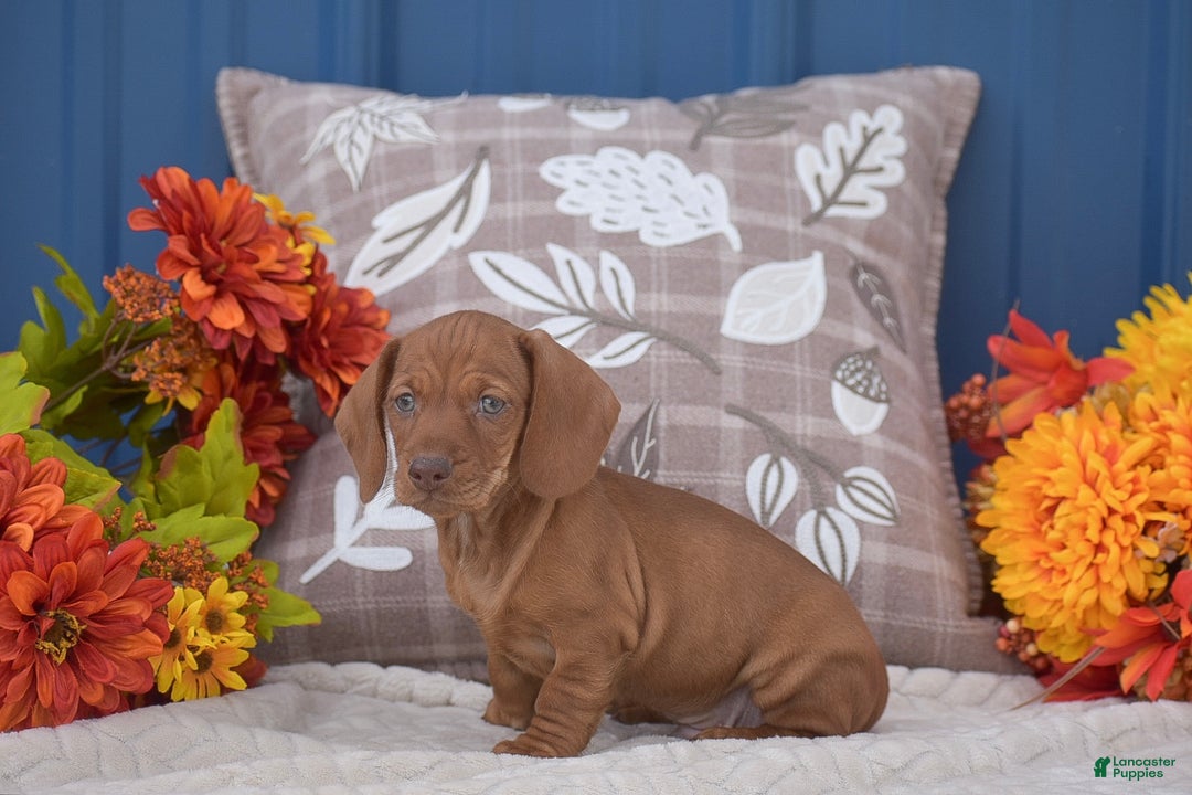 Miniature Dachshund dogs for sale: Flippy  - Ad 2