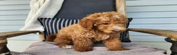 Mini Bernedoodle dogs for sale: Dallas - Ad 11