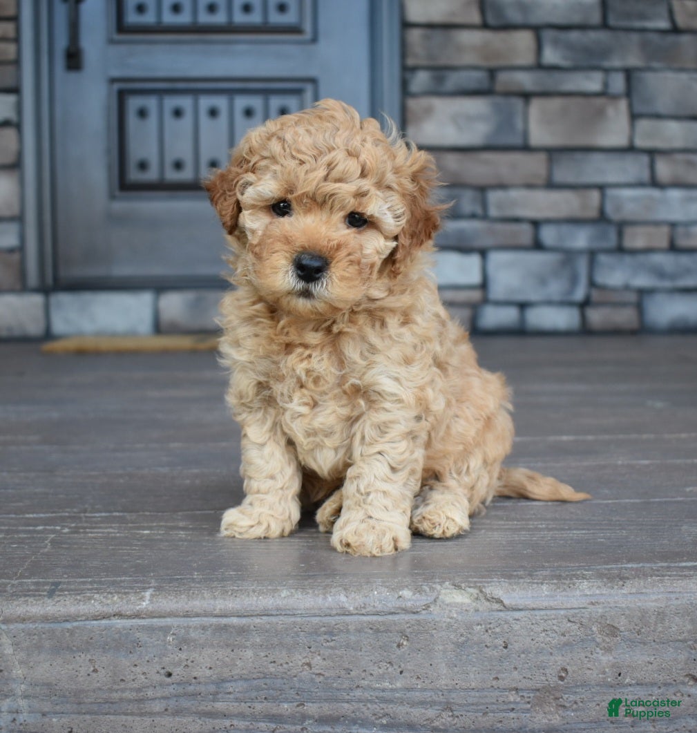 Mini Goldendoodle dogs Reed - Ad 2