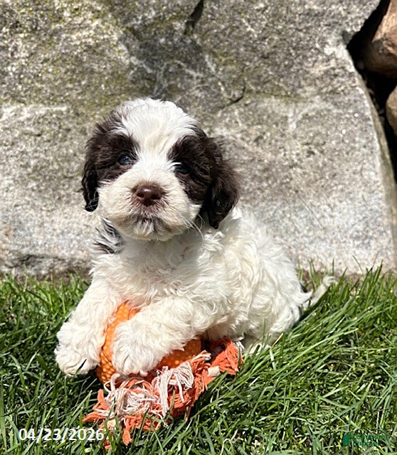 Havanese dogs Amber - Ad 1