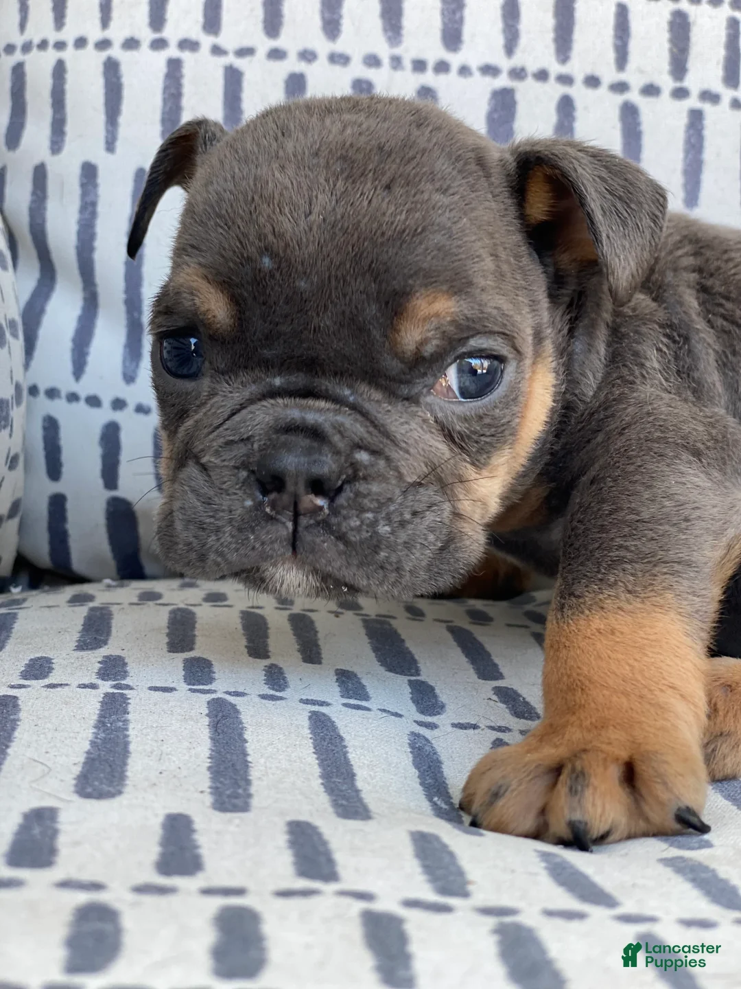 English Bulldog dogs for sale: Kisses - SPECIAL NEEDS - Ad 1