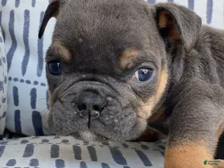 English Bulldog dogs Kisses - SPECIAL NEEDS - Ad 39