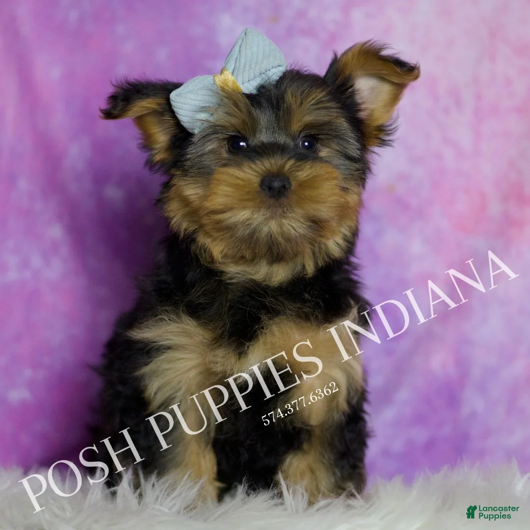 Yorkshire Terrier dogs for sale: Buttons - Ad 2