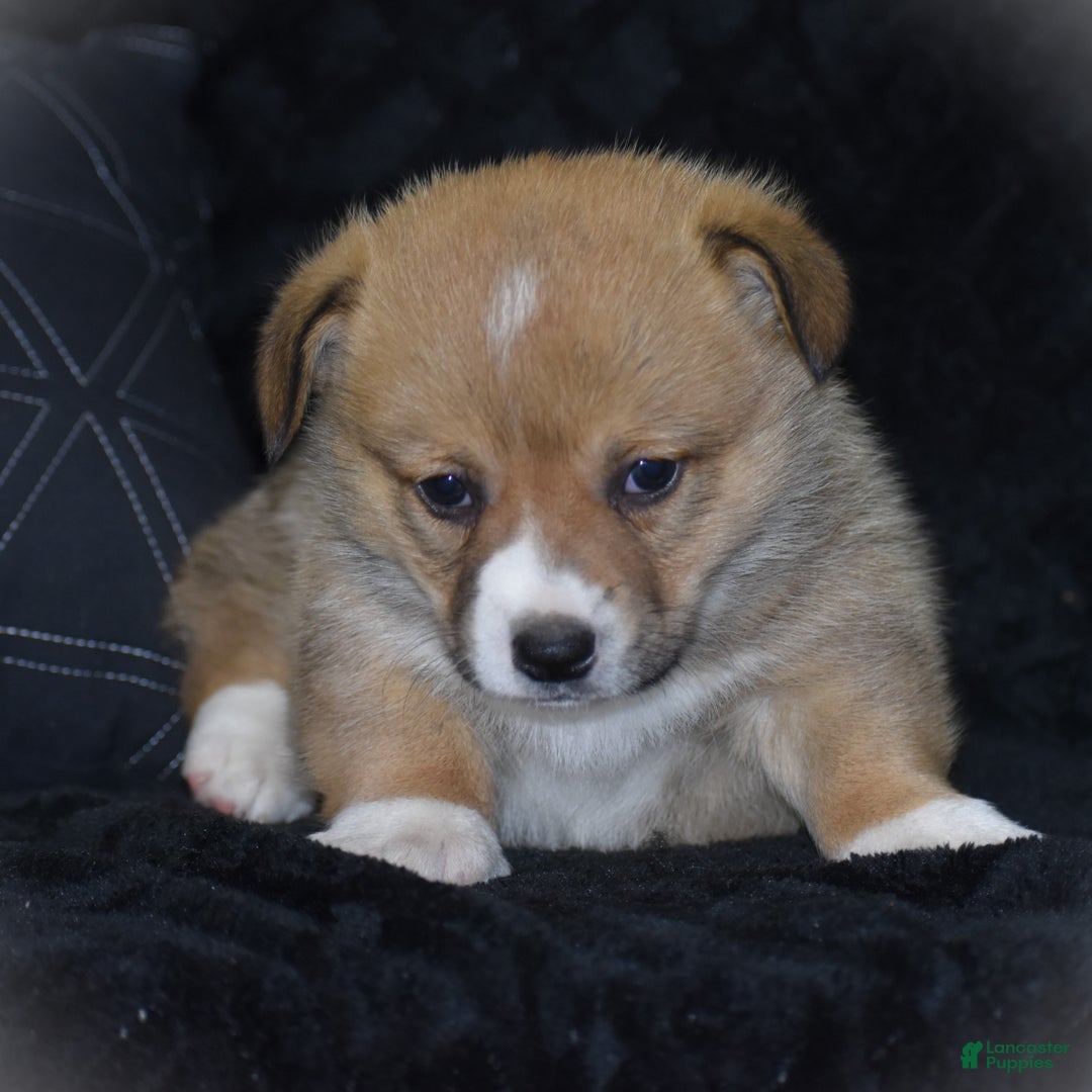 Welsh Corgi Pembroke dogs for sale: Milkyway - Ad 16