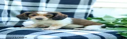 Miniature Dachshund dogs for sale: Carter - Ad 4