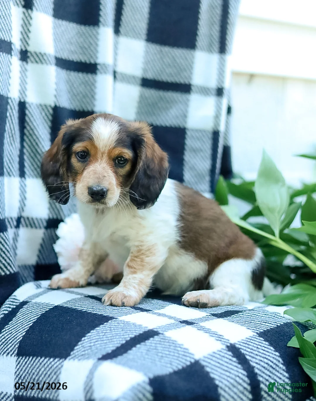 Miniature Dachshund dogs for sale: Carter - Ad 4