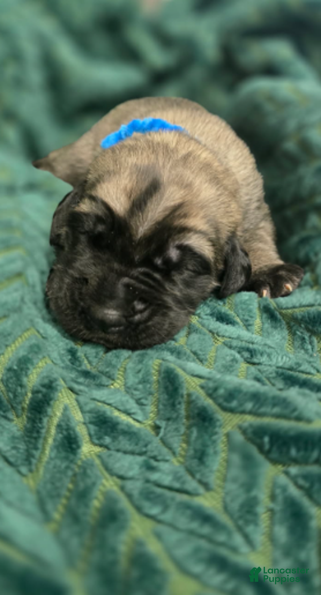 English Mastiff dogs for sale: Clark - Ad 3