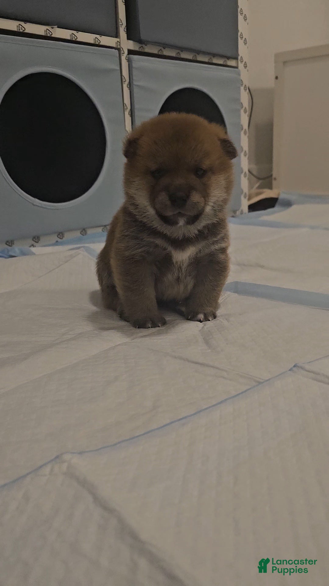 Shiba Inu dogs for sale: Kaito - Ad 10