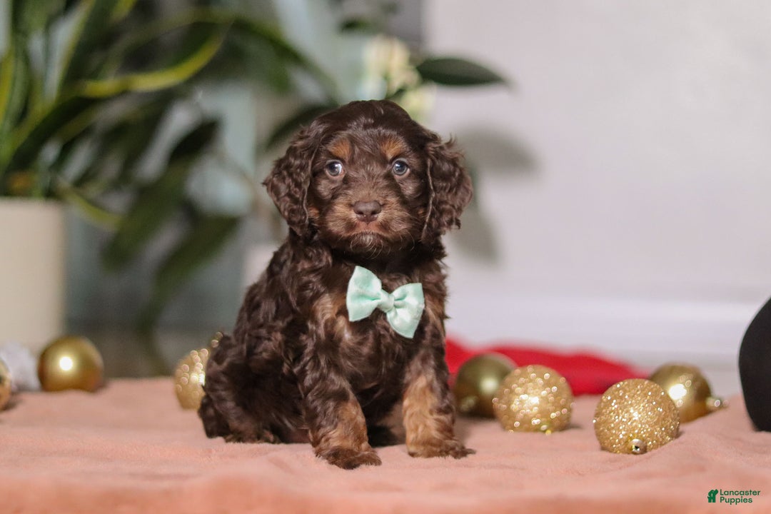 Cockapoo dogs for sale: Leo - Ad 1