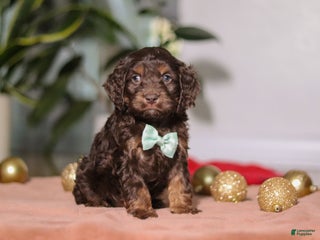 Cockapoo dogs Leo - Ad 18