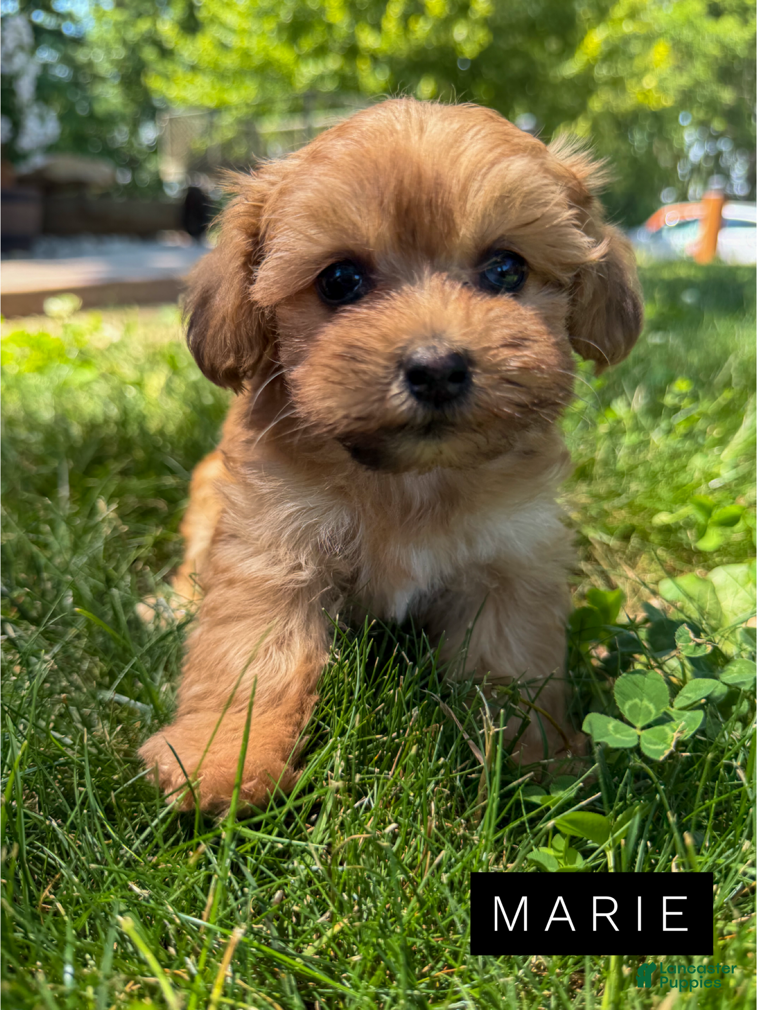 Mixed Breed dogs Marie - Ad 15