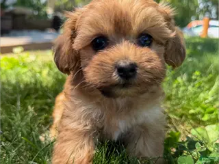 Mixed Breed dogs Marie - Ad 39