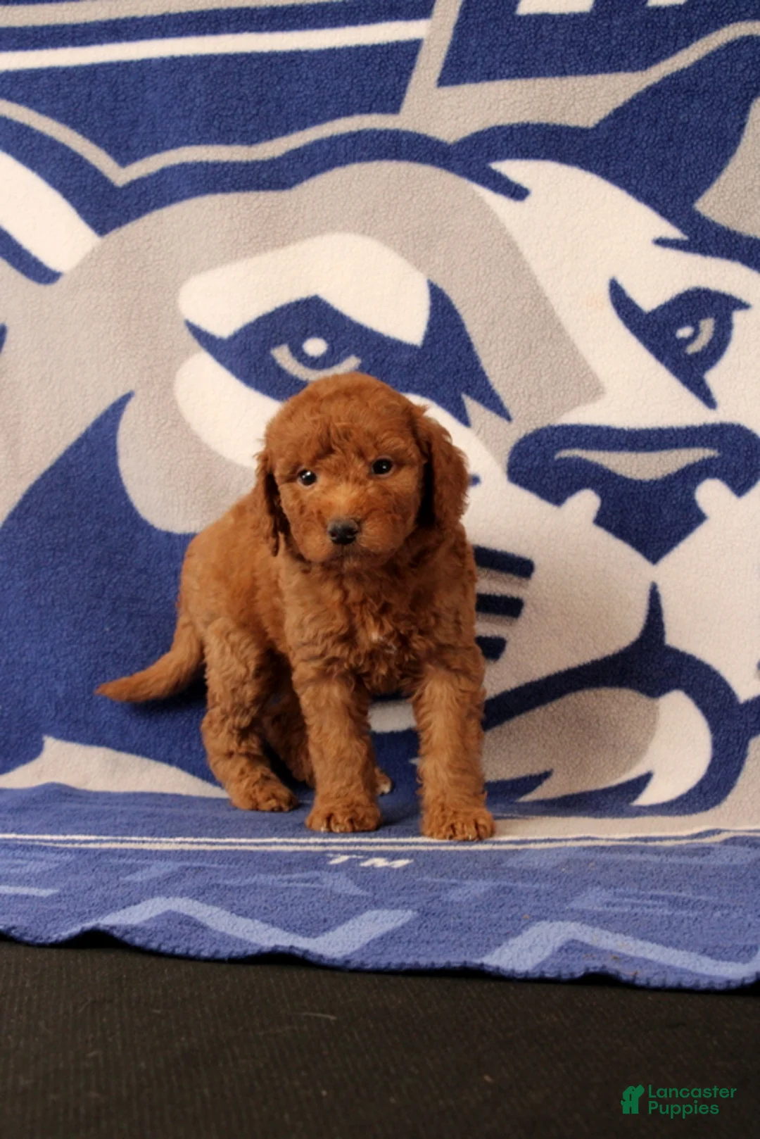 Mini Goldendoodle dogs for sale: Reva - Ad 1