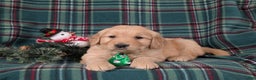 Golden Retriever dogs for sale: Bradley - Ad 6