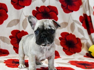 French Bulldog dogs Buckee - Ad 3