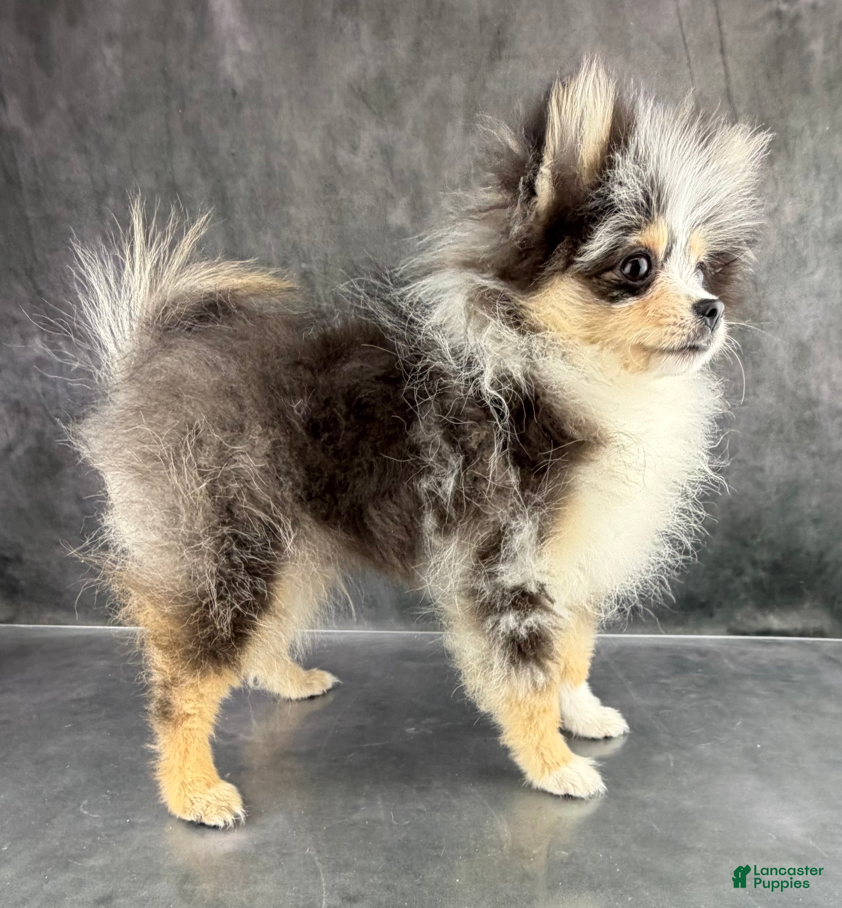 Pomeranian dogs Tommy AKC  - Ad 2