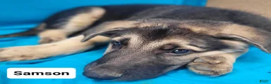 German Shepherd 1