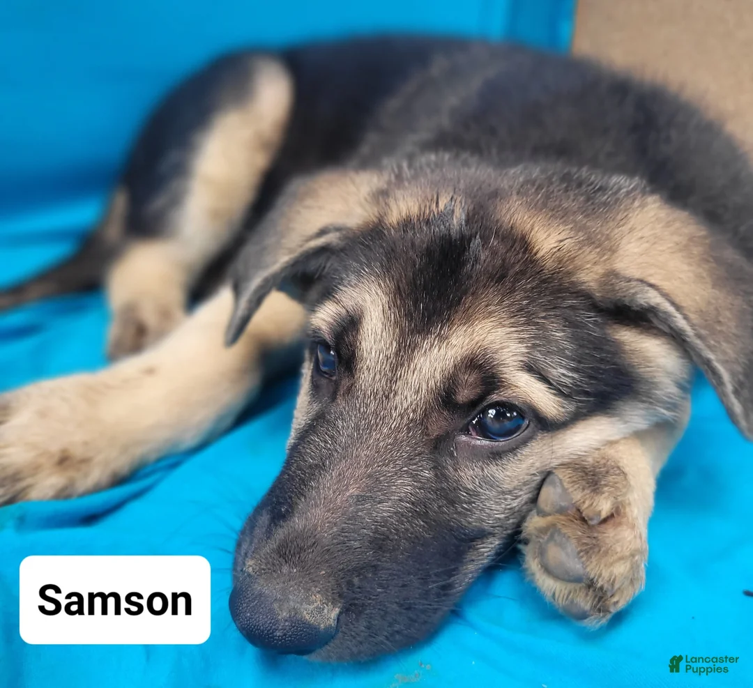 German Shepherd dogs for sale: German Shepherd 1 - Ad 1