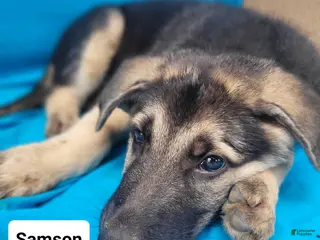 German Shepherd dogs German Shepherd 1 - Ad 36